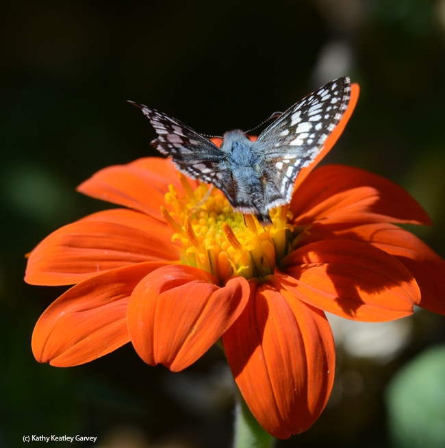 Common checkered skipper, Pyrgus communis, leaving the Mexican sunflower (Tithonia). (Photo by Kathy Keatley Garvey)
