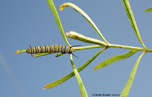 A monarch caterpillar outlined against the blue sky in Vacaville, Calif. (Photo by Kathy Keatley Garvey)
