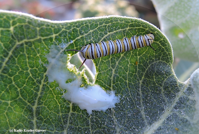 A monarch caterpillar making the most of it on a broadleaf milkweed, Asclepias speciosa, in Vacaville, Calif. (Photo by Kathy Keatley Garvey)