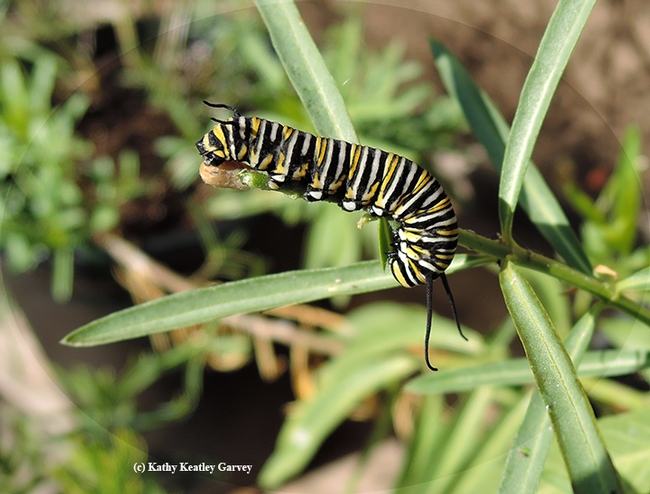 Some of the monarch caterpillars are darker than others. (Photo by Kathy Keatley Garvey)