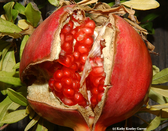 This is what the bees did! A mature pomegranate full of ruby red seeds. (Photo by Kathy Keatley Garvey)