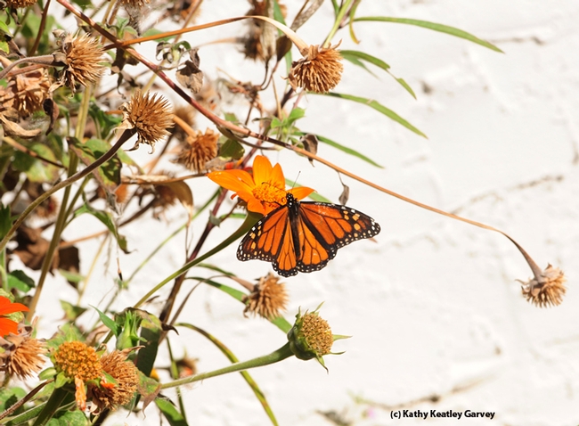 The male monarch spreads his wings. (Photo by Kathy Keatley Garvey)