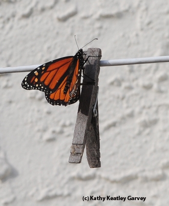 A monarch lands near a clothespin. (Photo by Kathy Keatley Garvey)