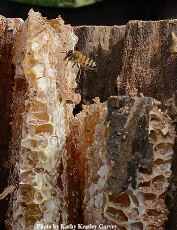 A honey bee gathers honey from the comb. (Photo by Kathy Keatley Garvey)