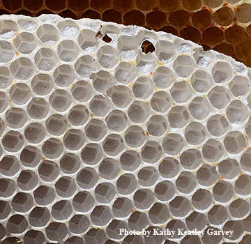 The intricate hexagonal cells, an architectural wonder. (Photo by Kathy Keatley Garvey)