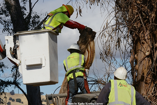 Jose Garcia of the Atlas Tree and Landscape Company lowers the tree limb section. (Photo by Kathy Keatley Garvey)