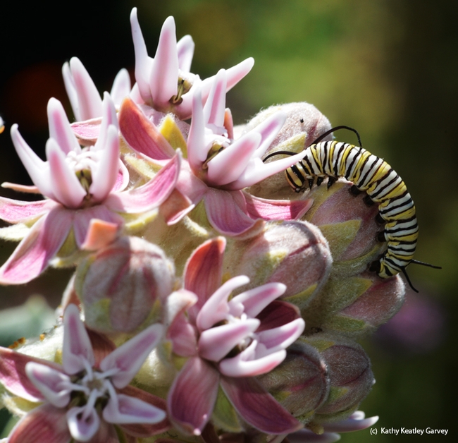 Showy milkweed (Asclepias speciosa) will be available at the UC Davis Arboretum Plant Sale on Oct. 22. The milkweed plant is the host plant of monarchs; it's the only food that monarch caterpillars eat. (Photo by Kathy Keatley Garvey)