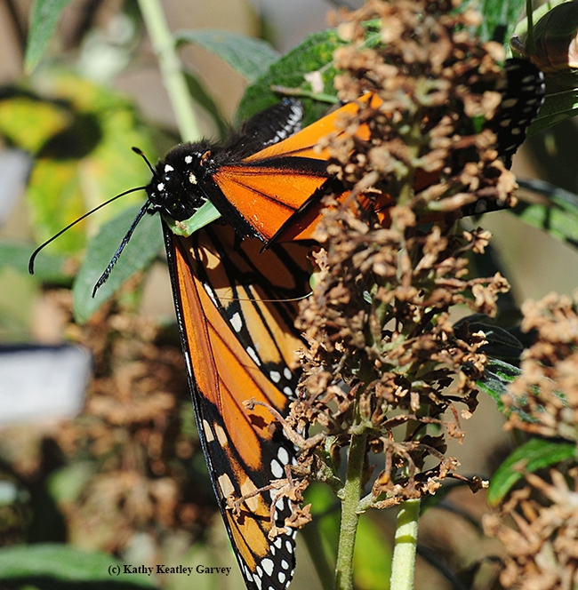 A spiked foreleg circles the monarch's thorax. (Photo by Kathy Keatley Garvey)