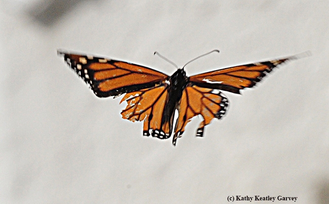 A migratory monarch, after sipping some flight fuel in Vacaville, Calif. takes off 