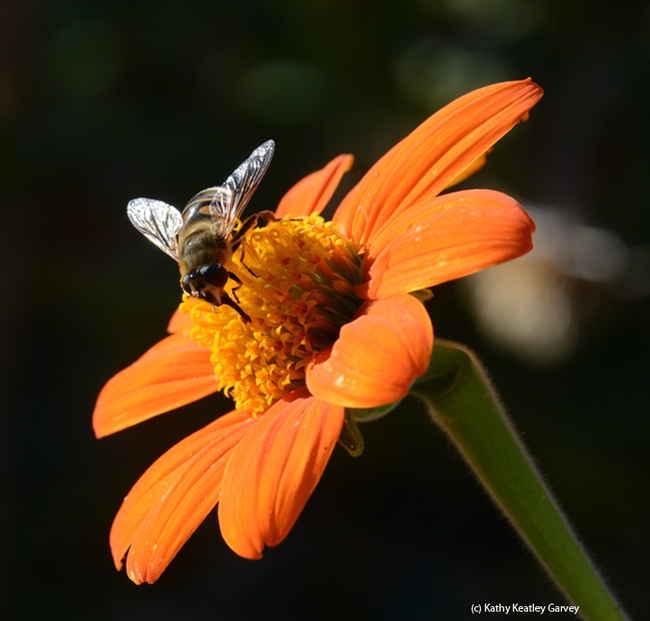 A drone fly, Eristalis tenax, sips nectar from a Mexican sunflower, Tithonia. (Photo by Kathy Keatley Garvey)