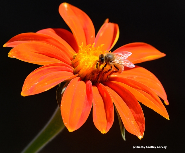 A honey bee sipping nectar from a Tithonia. (Photo by Kathy Keatley Garvey)