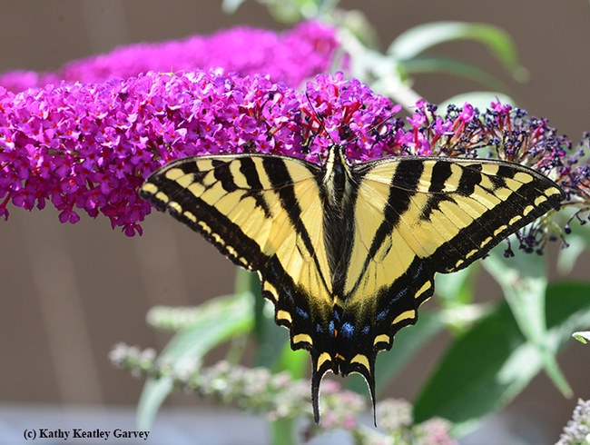 A Western tiger swallowtail nectaring on a butterfly bush. (Photo by Kathy Keatley Garvey)