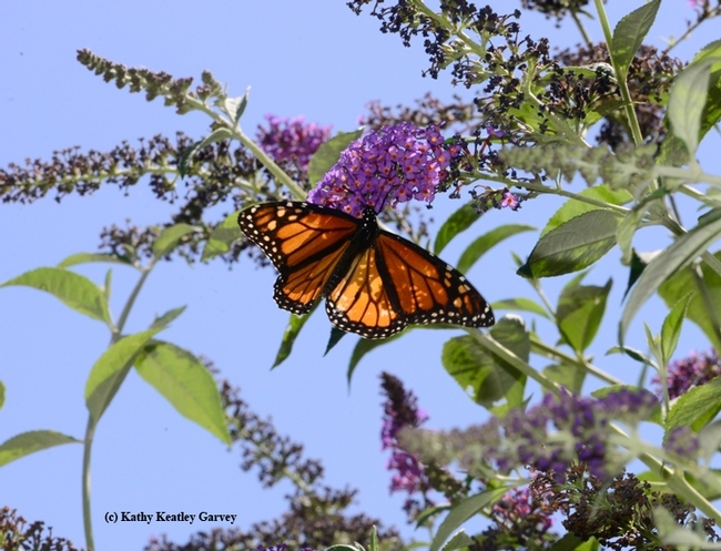 A monarch butterfly on a butterfly bush in Sacramento, Calif. (Photo by Kathy Keatley Garvey)