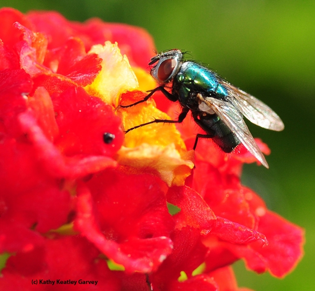A green bottle fly nectaring on Lantana. (Photo by Kathy Keatley Garvey)