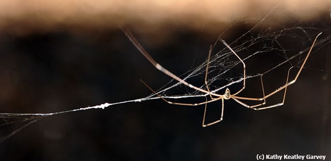 A cellar spider making itself home. (Photo by Kathy Keatley Garvey)