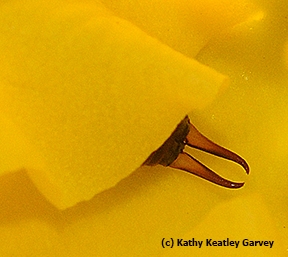 The telltale earwig. (Photo by Kathy Keatley Garvey)