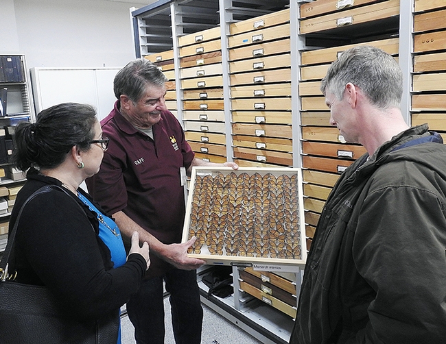 Bohart Museum associate Greg Kareofelas (center), shows viceroy butterflies to newly elected Winters City Council member Jesse Loren and her husband, Brian Bellamy. (Photo by Kathy Keatley Garvey)