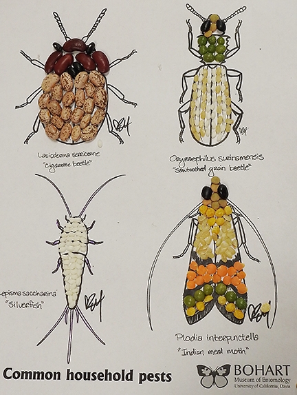 This art work is by UC Davis doctoral candidate Charlotte Herbert. Entomology student Karissa Merritt did the drawings. (Photo by Kathy Keatley Garvey)