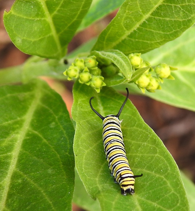 A November monarch caterpillar found on tropical milkweed in Vacaville, Calif. (Photo by Kathy Keatley Garvey)