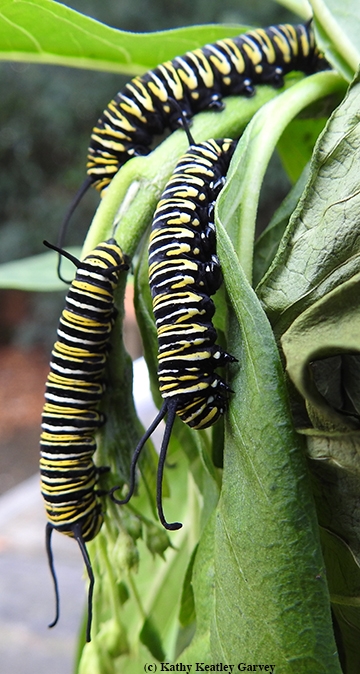 Three monarch November caterpillars chowing down on milkweed. (Photo by Kathy Keatley Garvey)