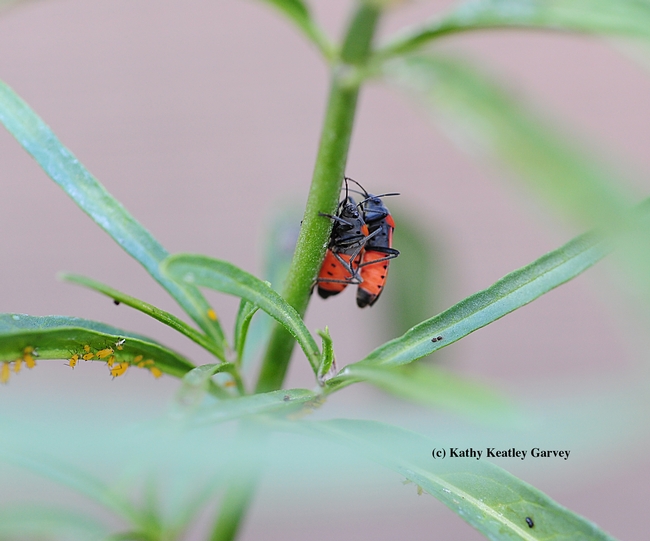 Yule ornaments? No, just milkweed bugs about to reproduce. (Photo by Kathy Keatley Garvey)