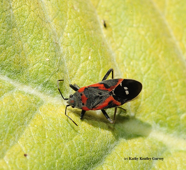 Close-up of the Small Milkweed Bug, Lygaeus kalmii. (Photo by Kathy Keatley Garvey)