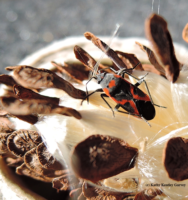 A milkweed bug and a buffet of seeds from the showy milkweed, Asclepias speciosa. (Photo by Kathy Keatley Garvey)
