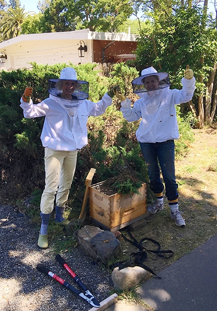 Ann Evans (right) with Jamie Buffington, after catching a swarm in East Davis in spring 2015. They had just caught the swarm, when another showed up (see the bees flying behind them). It landed in the juniper bush behind them, and they caught it, each going home with new bees.