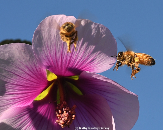 Honey bee cleans her tongue in flight as she heads for another mallow blossom. (Photo by Kathy Keatley Garvey)