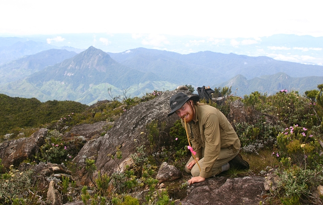 Ant specialist Marek Borowiec collecting ants at the summit of Mt Marojejy in northern Madagascar. (Photo by Kimiora Ward)