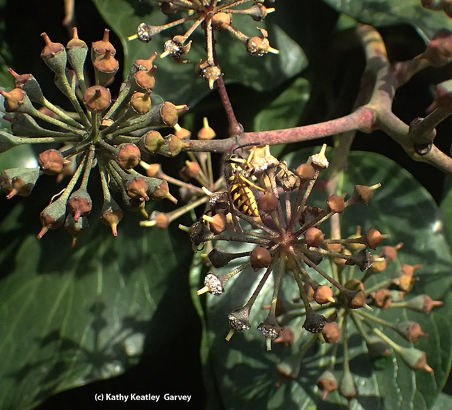 A western yellowjacket, Vespula pensylvanica, sipping nectar from Algerian ivy in Vacaville, Calif. in mid-December. (Photo by Kathy Keatley Garvey)