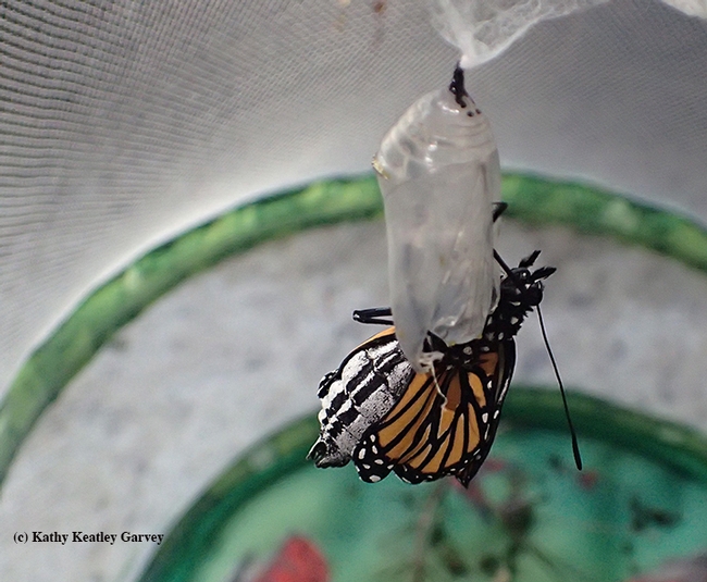 A monarch ecloses on Tuesday, Dec. 27 in Vacaville, Calif. (Photo by Kathy Keatley Garvey)