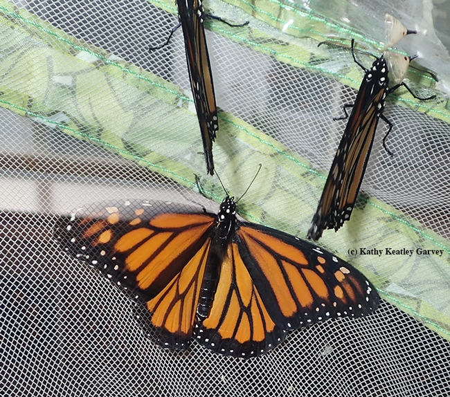 Three mighty monarchs, with five expected soon. (Photo by Kathy Keatley Garvey)