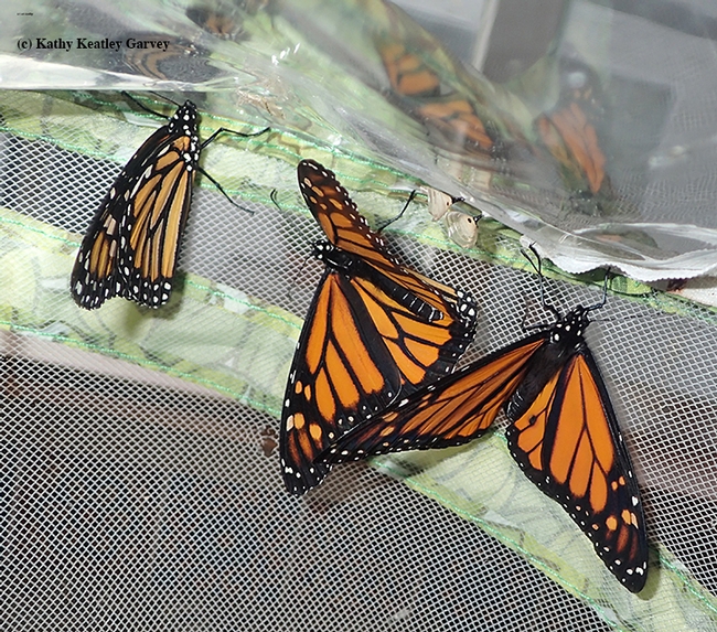 Monarchs mingling. (Photo by Kathy Keatley Garvey)