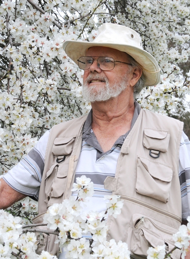 Robbin Thorp stands next to an almond tree near the Harry H. Laidlaw Jr. Honey Bee Research Facility, UC Davis. (Photo by Kathy Keatley Garvey)