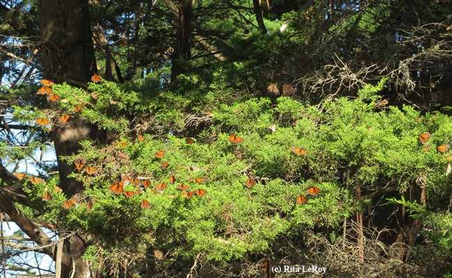 Monarchs fluttering in the warm breeze at Lighthouse Field State Park, Santa Cruz. (Photo by Rita LeRoy)