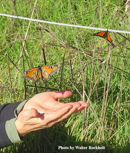 Freedom! Rita LeRoy releases a monarch in the Lighthouse Field State Park, Santa Cruz. (Photo by Walter Rockholt)