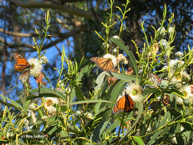Multiple monarchs nectaring on Eucalyptus blossoms at the overwintering site in Santa Cruz. (Photo by Rita LeRoy)