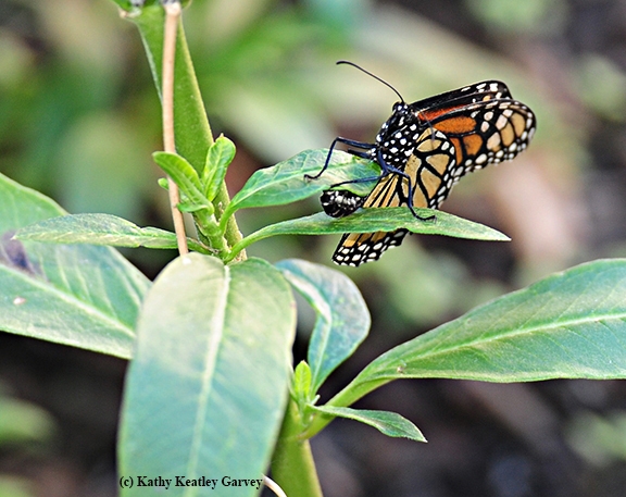 A monarch butterfly laying an egg. Monarchs lay their eggs on the underside of milkweed leaves, their host plant. (Photo by Kathy Keatley Garvey)