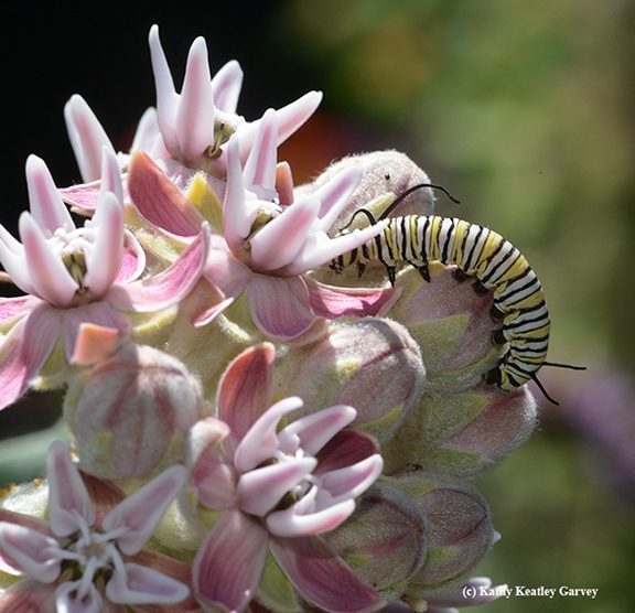 A monarch caterpillar munching away on showy milkweed, Asclepias speciosa. (Photo by Kathy Keatley Garvey)