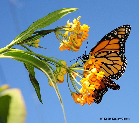 Monarch nectaring on milkweed blossoms. (Photo by Kathy Keatley Garvey)