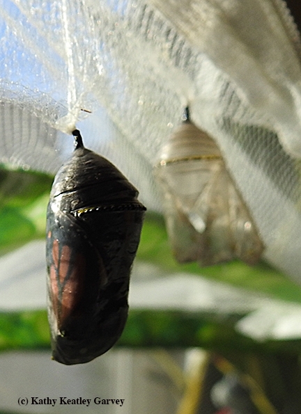 A monarch is about to eclose from this chrysalis. (Photo by Kathy Keatley Garvey)