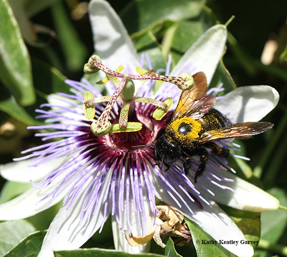 A familiar sight: a female Valley carpenter bee, covered with pollen and nectaring on a passion flower. The female is solid black, while the male of this species is a green-eyed blond. (Photo by Kathy Keatley Garvey)