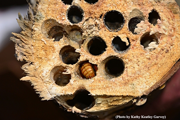 Female carpenter bees, Xyclopa variuncta, often drill holes in limbs of dead trees to build their nests. This find, from Davis naturalist/photographer Allan Jones, shows a male wintering inside one of the holes. (Photo by Kathy Keatley Garvey)