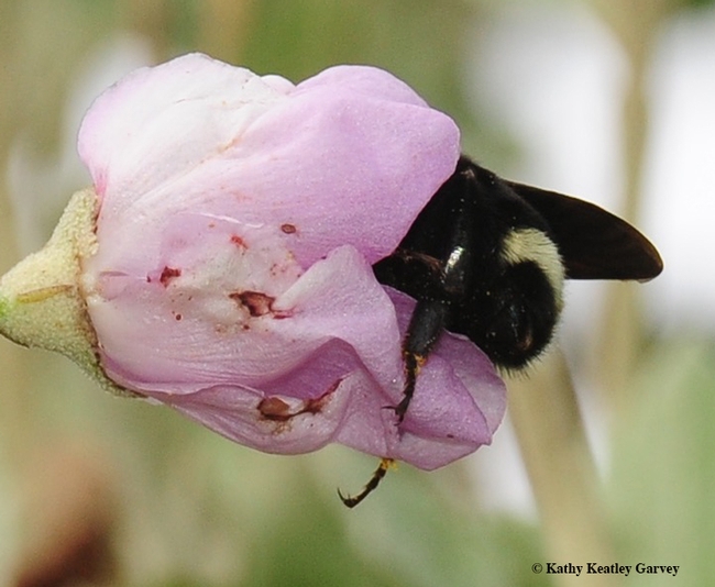 It looks like...it is! A yellow-faced bumble bee,Bombus vosnesenski, seeking nectar from a mallow blossom at the Natural Bridges State Park, Santa Cruz. (Photo by Kathy Keatley Garvey)