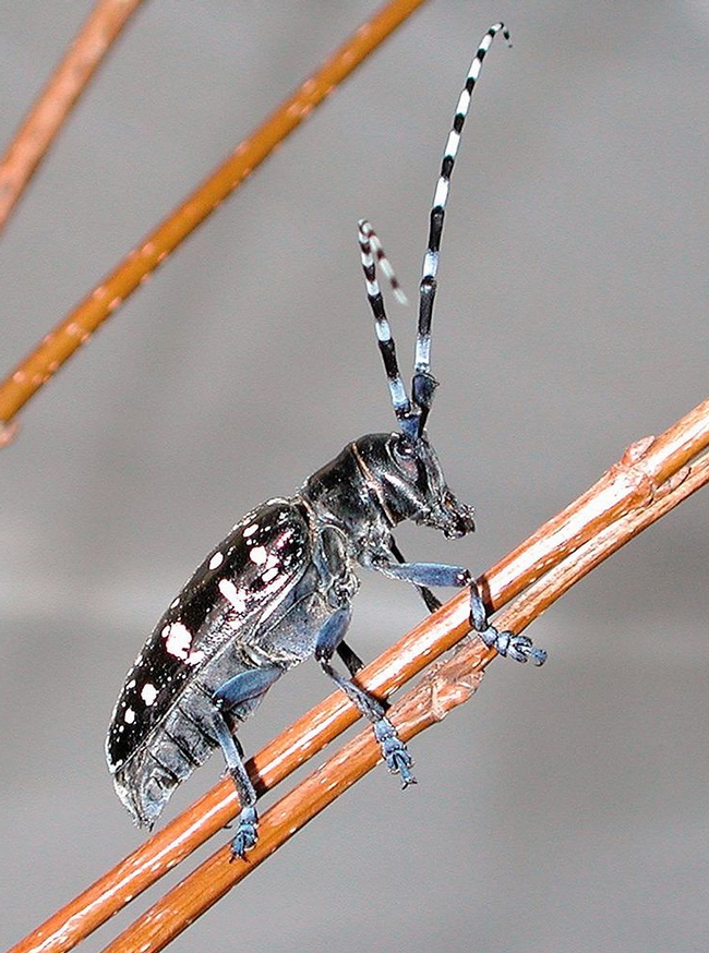 This little critter is the longhorned Asian beetle, the topic of Penn State Professor Kelly Hoover's seminar on March. 8. (Photo courtesy of Wikipedia)