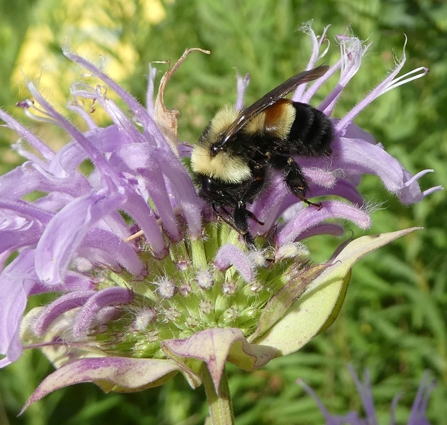 Photo of the rusty-patched bumble bee in Minnesota (2016). Photo by Sarah Foltz Jordan, courtesy of The Xerces Society.
