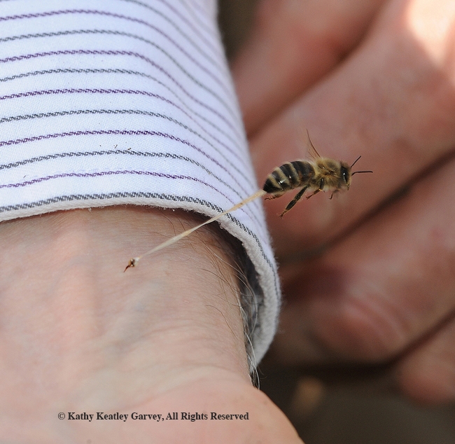 Honey bee stinging Eric Mussen; note the abdominal tissue as she's pulling away. (Photo by Kathy Keatley Garvey)