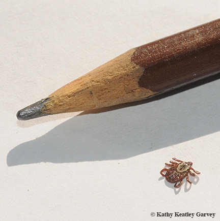 A dog tick, next to a pencil for comparison. (Photo by Kathy Keatley Garvey)