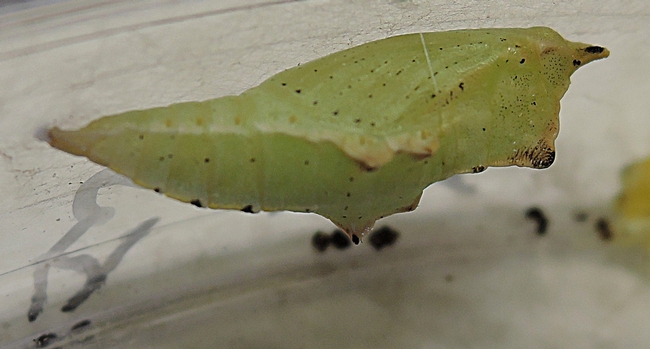 A green chrysalis, soon to become a cabbage white butterfly. Professor Art Shapiro rears cabbage white butterflies in his lab at UC Davis. (Photo by Kathy Keatley Garvey)